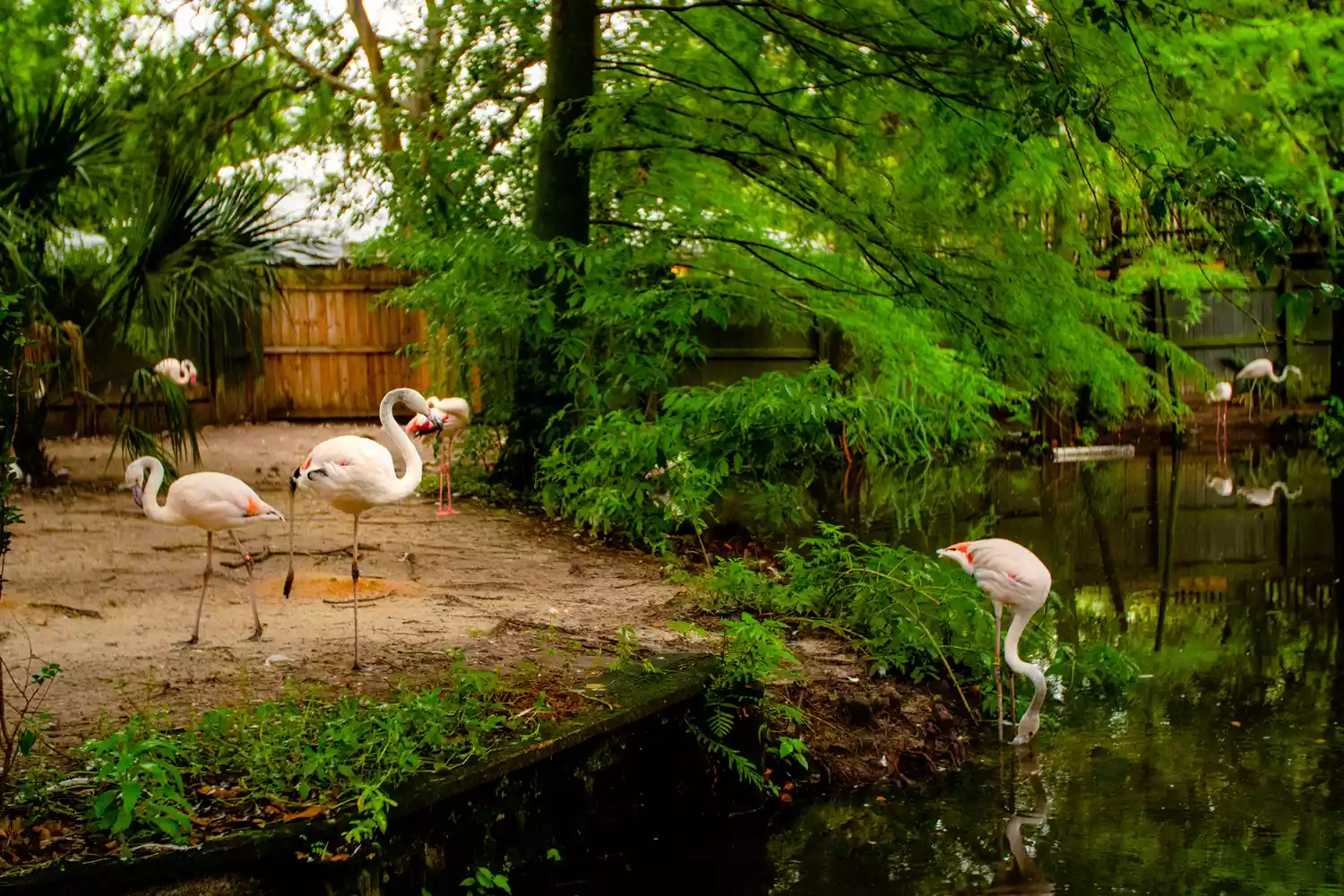 Zoo de Jacksonville