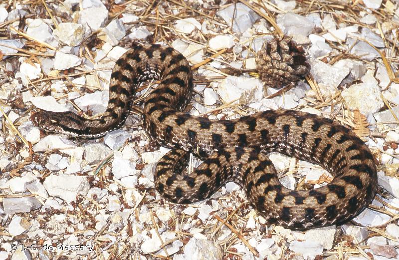 Vipera aspis (Linnaeus, 1758) - Vipère aspic (La)-Présentation