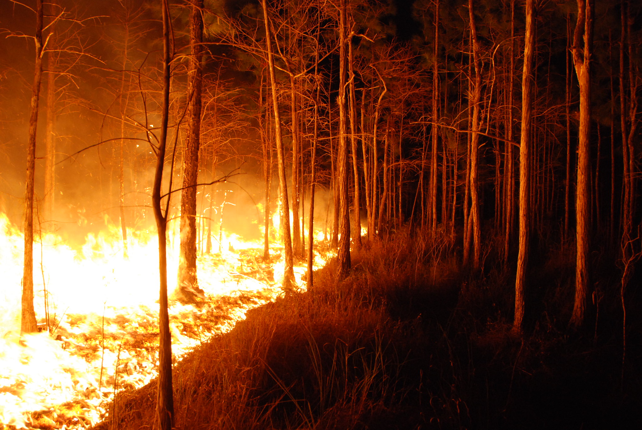 Incendies de forêt fréquents et intenses causés par l'homme