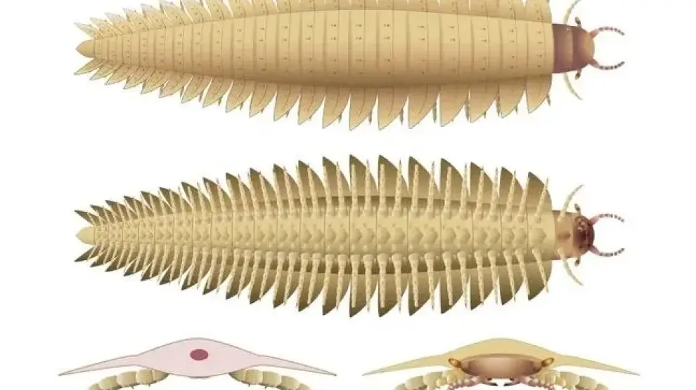 El Arthropleura armata es un milpiés extinto del Carbonífero tardío de Europa.