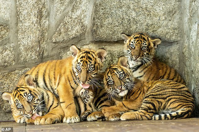 Quatre tigres de Sumatra nés en captivité au zoo de Wroclaw