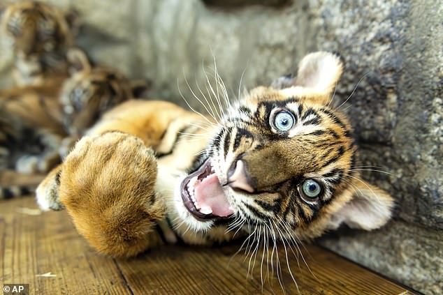 Les tigres de Sumatra sont sous pression en raison du braconnage et de la réduction de leur habitat.