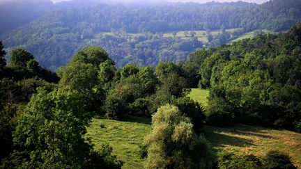 Les forêts sont des puits de carbone, elles absorbent du carbone grâce à la photosynthèse. Photo d'illustration.