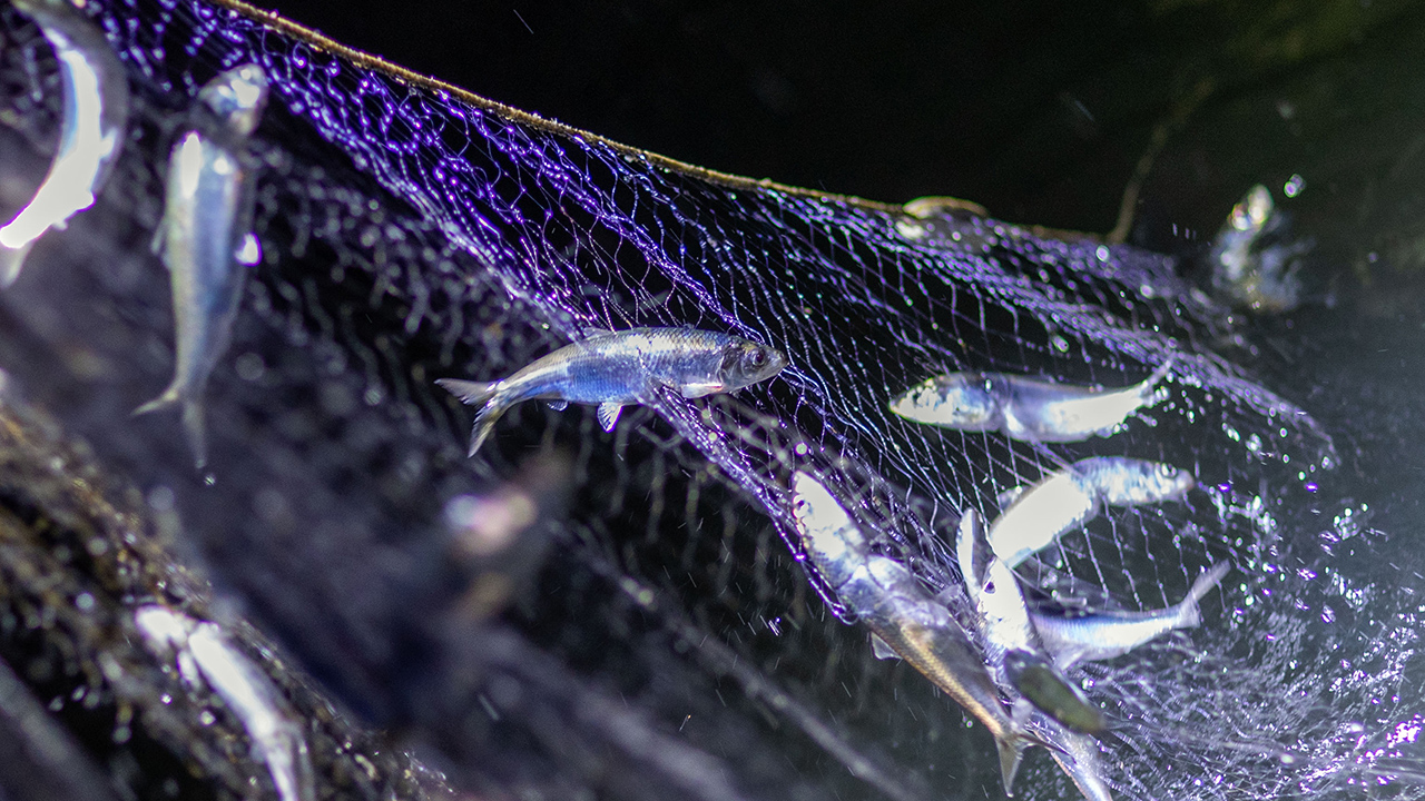 Stellnetz mit Heringen | picture alliance/dpa/dpa-Zentral Stellnetz mit Heringen
