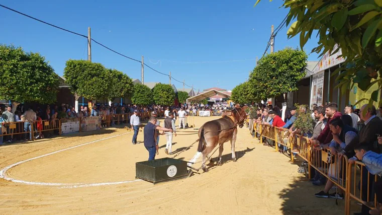 Feria Cinegética et Ganadera 'Villa de Guillena'