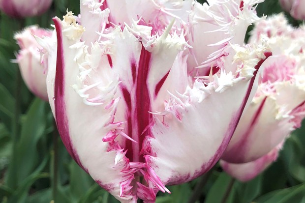 Tulipes colorées dans un jardin