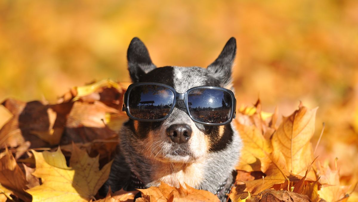 Et c’est parti pour un nouveau (long) week-end avec plein d'animations dont il faut profiter avant que l'hiver ne pointe le bout de son nez