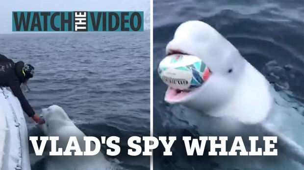 Hvaldimir, la baleine espion