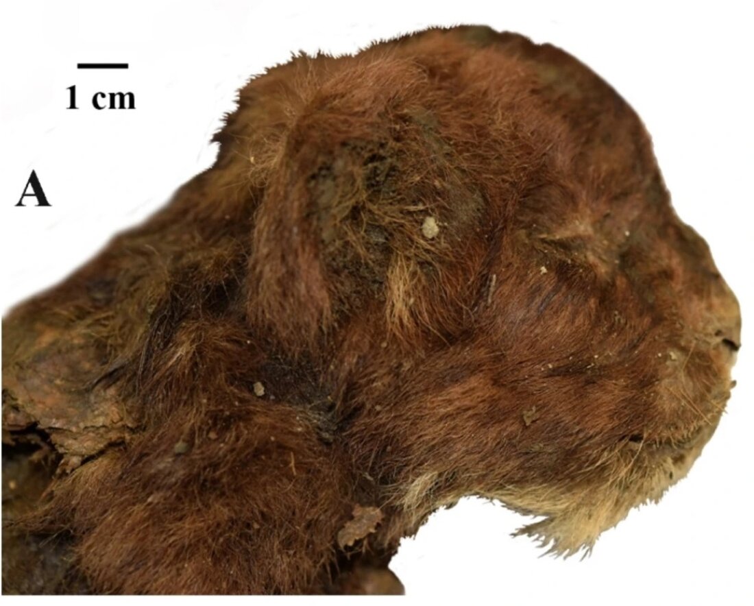 Le chaton à dents de sabre trouvé en Sibérie avec une forme de museau inhabituelle.