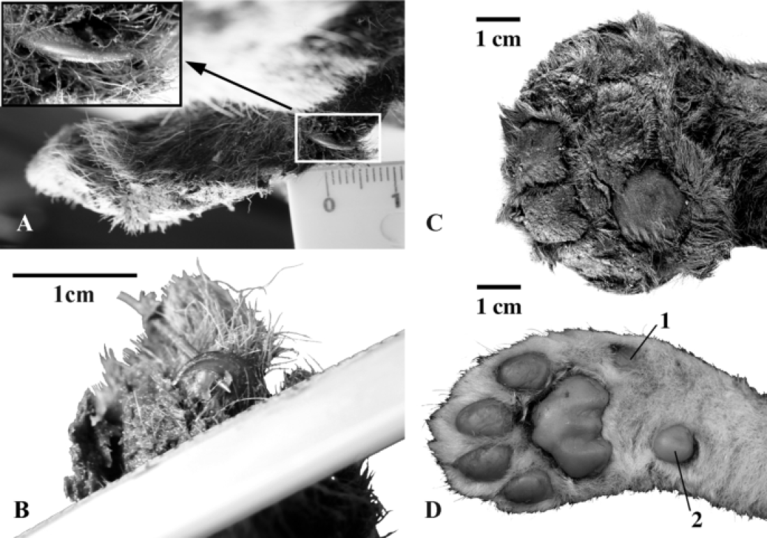 La fourrure et les griffes du chaton préhistorique préservées dans le permafrost.