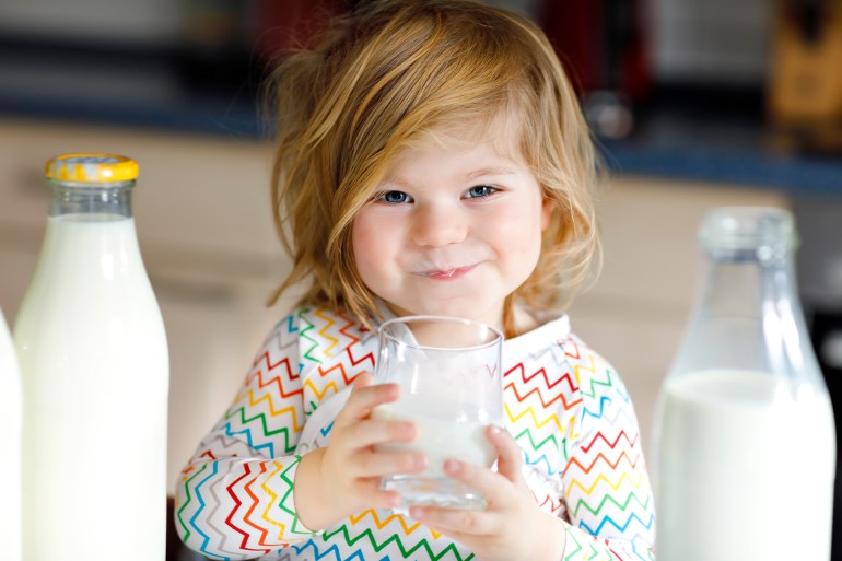 Adorable toddler girl drinking cow milk for breakfast. Cute baby daughter with lots of bottles. Healthy child having milk as health calcium source. Kid at home or nursery in the morning