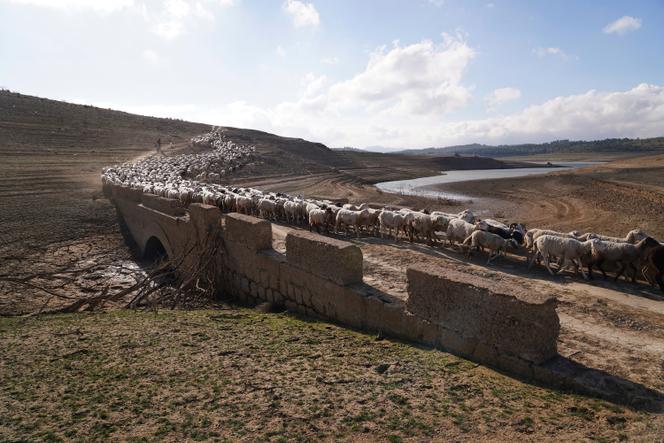 Des moutons souffrent des conséquences de l’absence d’eau dans le réservoir de Guadalteba en raison de la sécheresse extrême, à Malaga, en Andalousie (Espagne), le 3 février 2024.