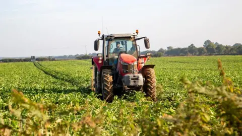 Un tracteur rouge dans un champ de betteraves sucrières à Sutton, Suffolk, Angleterre