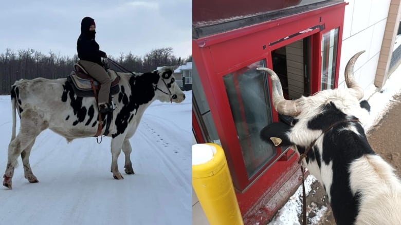 Magnum le boeuf avec son cavalier.