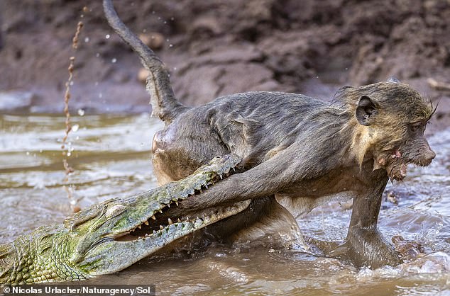 Le babouin tente de s'échapper de l'eau