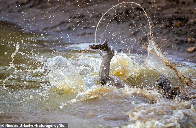 Le crocodile tire le babouin sous l'eau