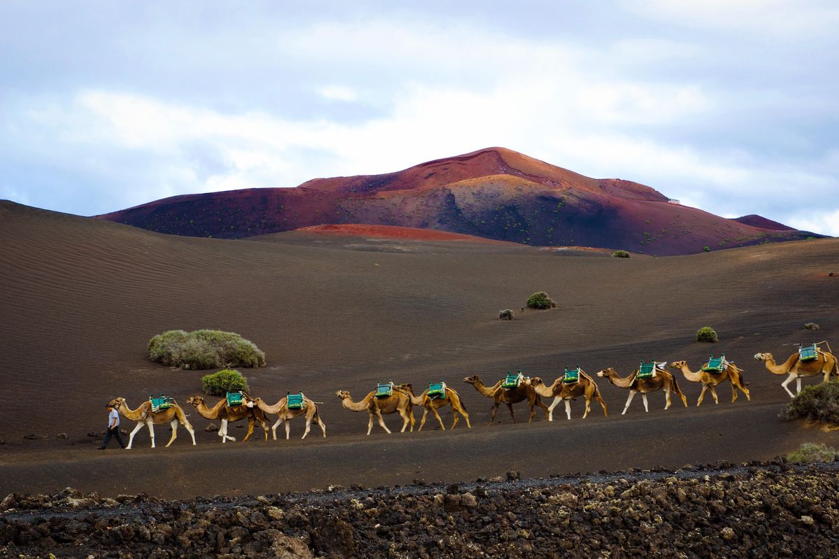 Dromadaires dans le paysage volcanique
