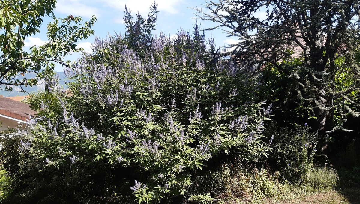 Vitex agnus-castus en fleur en juillet