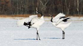 La Danse des grues blanches