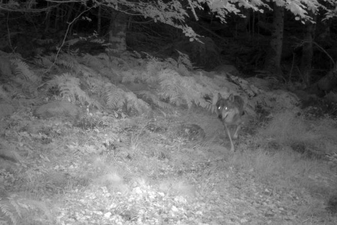 Un loup sur une photo prise par une caméra piège de l’Office français de la biodiversité, à Saint-Chély-d’Aubrac (Aveyron), le 8 juillet 2022.