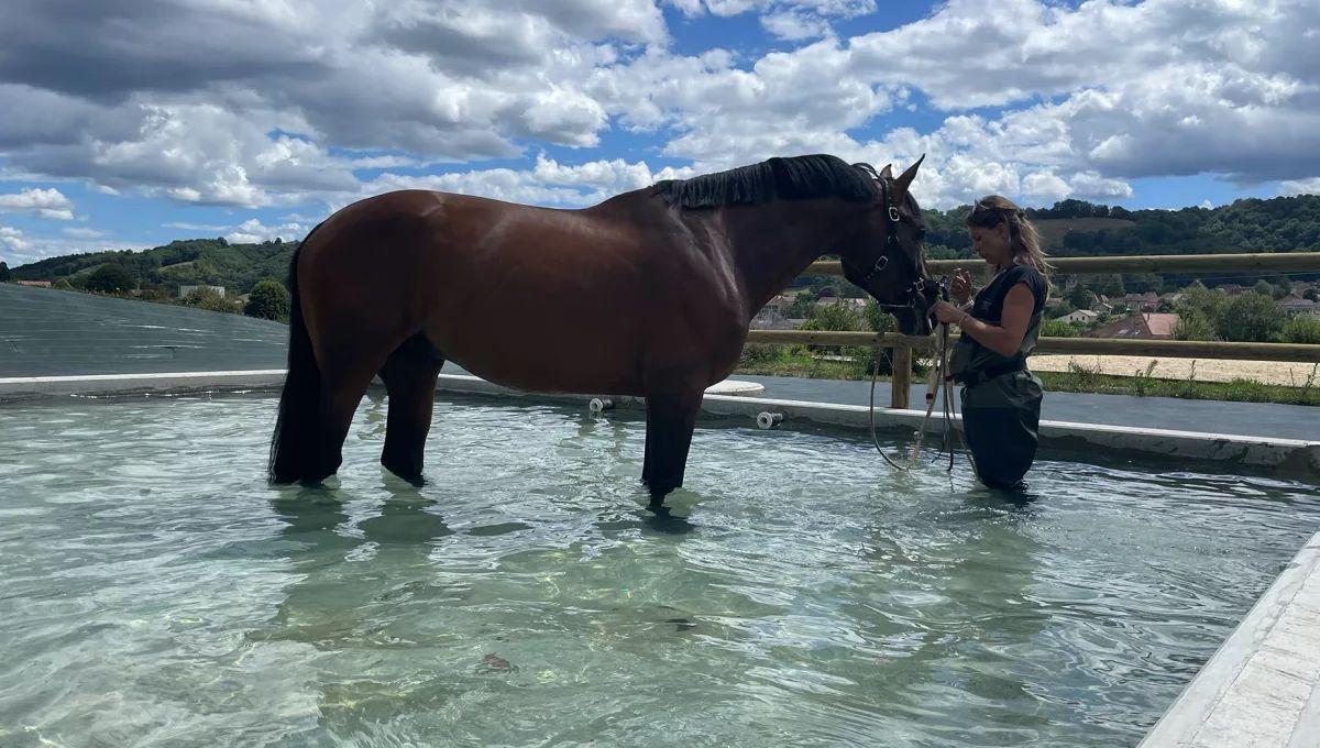 Balnéothérapie équine : le bien-être au cœur des soins pour chevaux