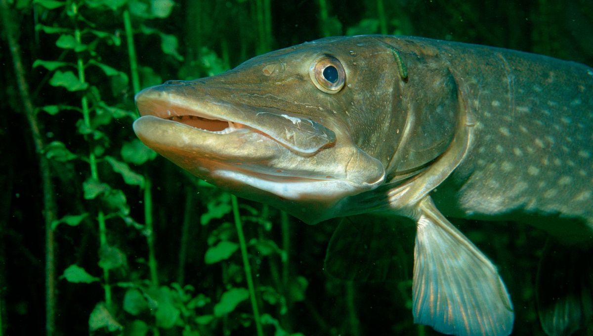 Le brochet