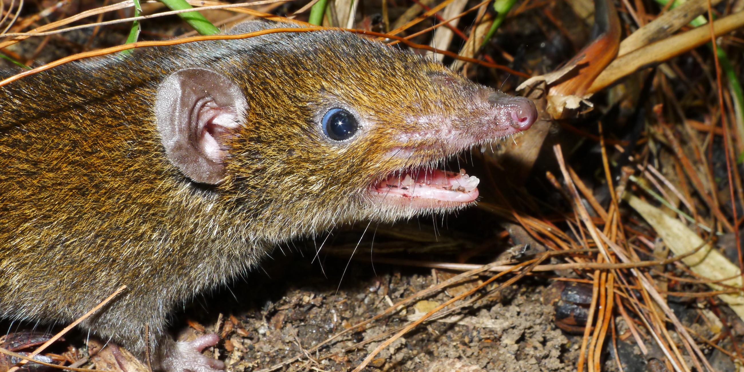 Un petit Rattenigel (Hylomys macarong) avec un pelage doux et des dents acérées.