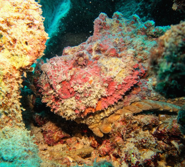 Poisson de roche sur un récif corallien