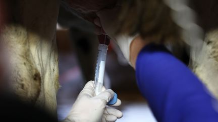 Échantillon de lait prélevé sur une vache