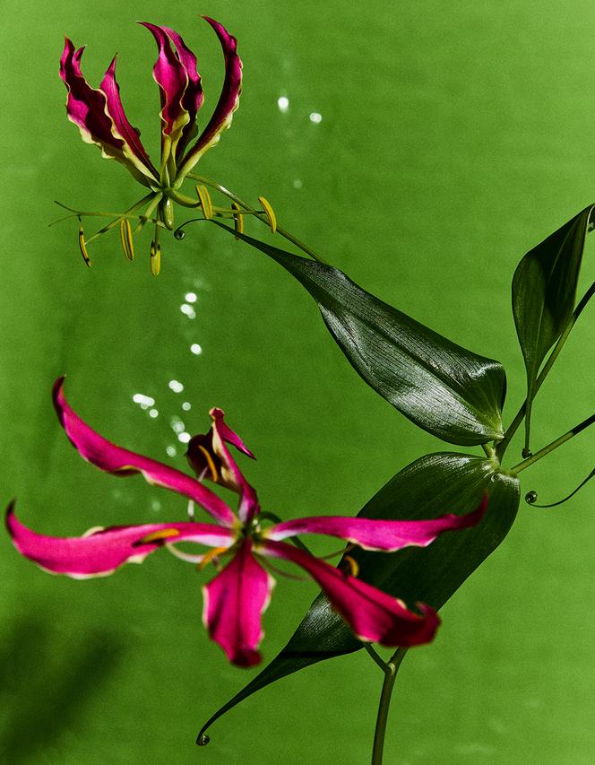 Gloriosa superba