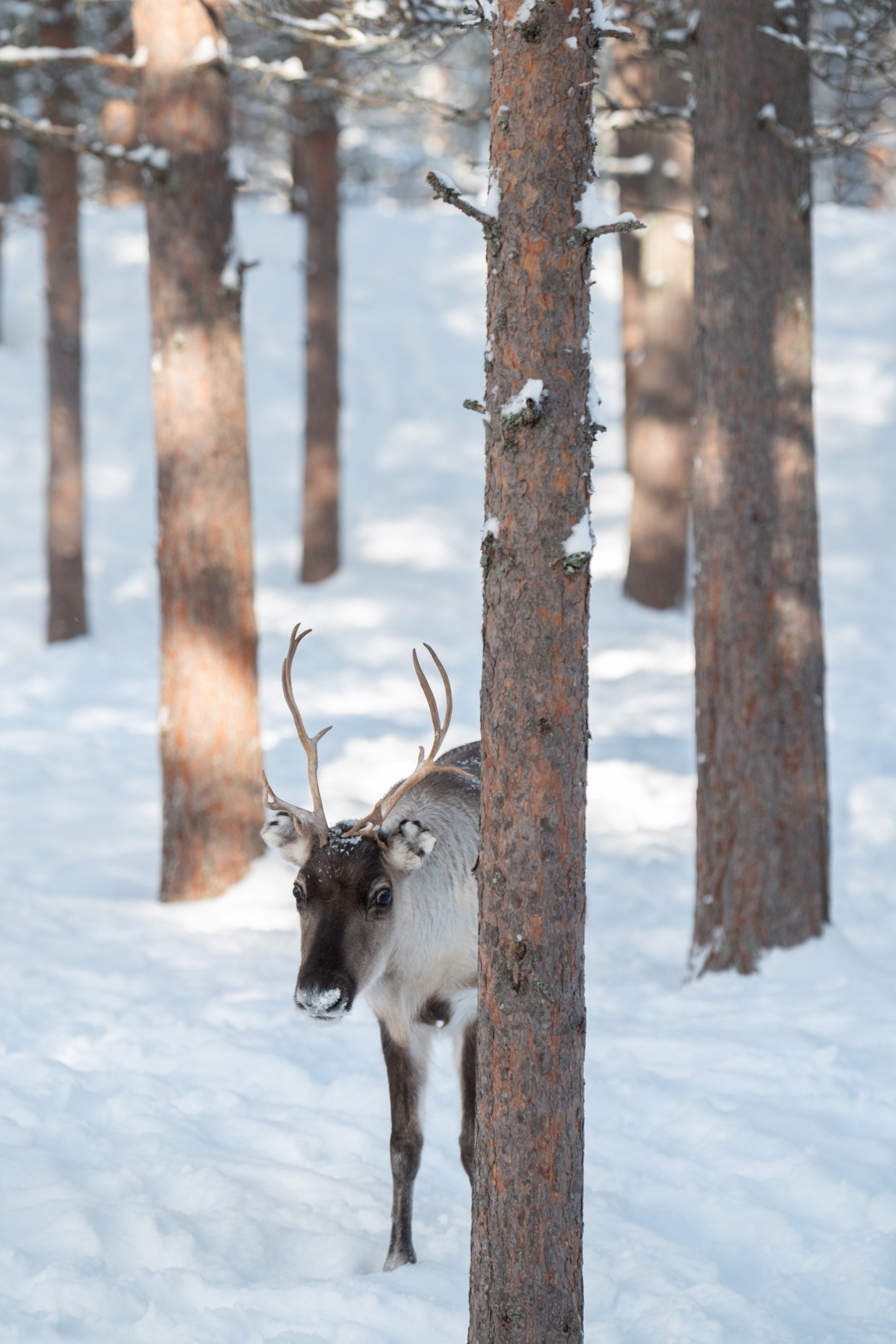 Vue du parc de rennes à Rovaniemi