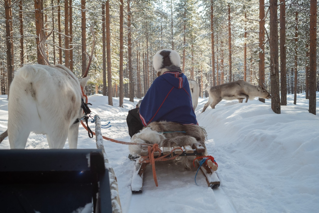 Rencontre avec les rennes du Père Noël lors d'une balade en traîneau