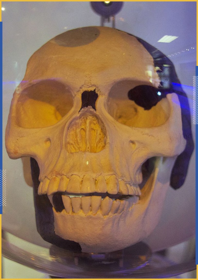 Reproduction du crâne de l'homme de Piltdown