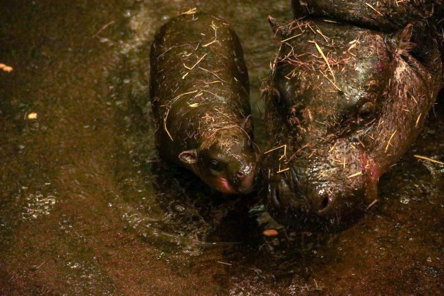 Haggis dans l'eau
