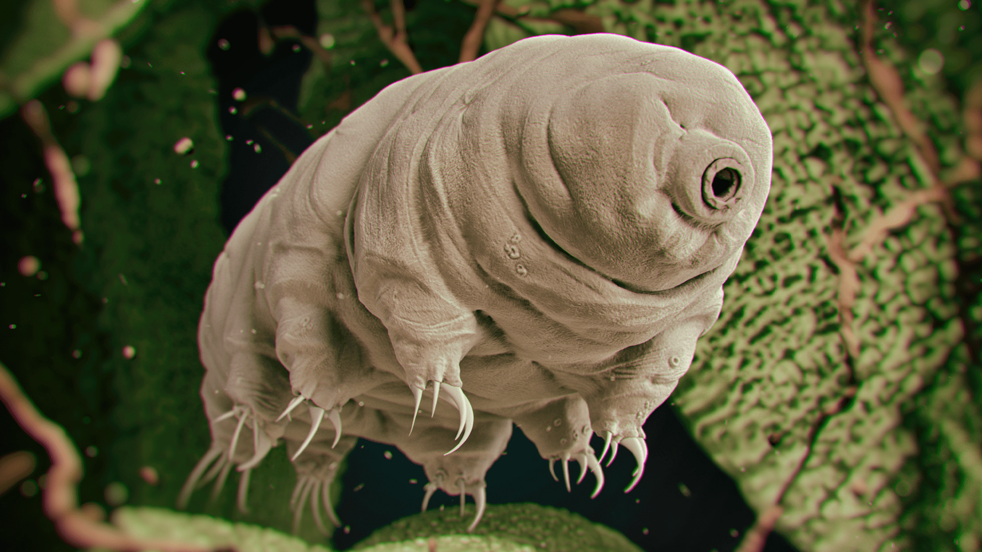 Image agrandie d'un tardigrade microscopique. Ces invertébrés sont considérés comme des proches parents des arthropodes. CREDIT: Deposit Photos.