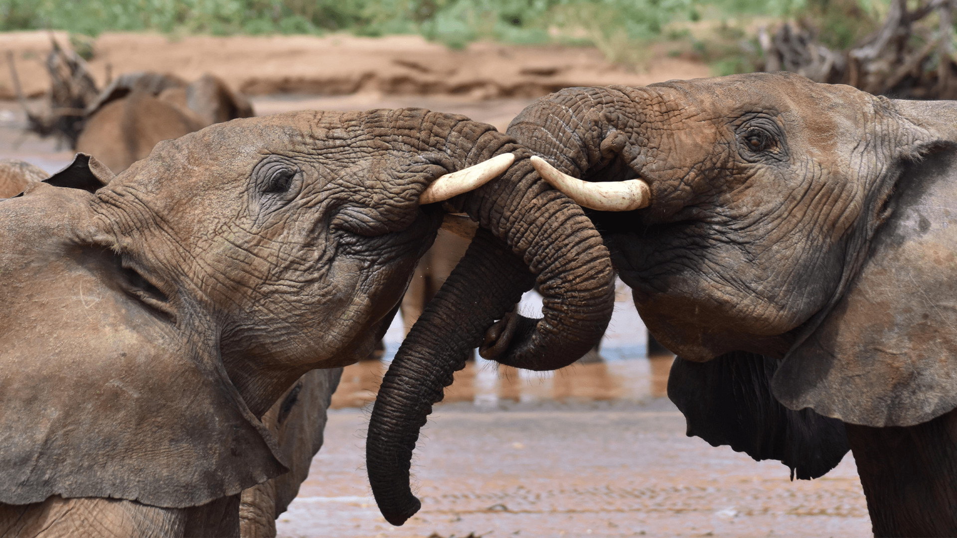 Deux jeunes éléphants se saluent dans les réserves nationales de Buffalo Springs au Kenya. CREDIT: George Wittemyer.