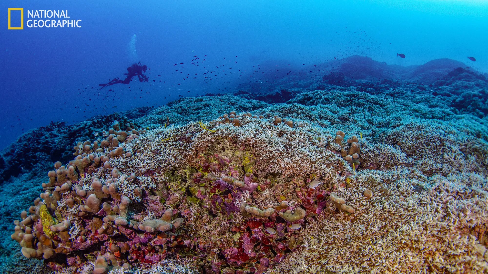 Un plongeur mesure la plus grande colonie de corail connue dans les îles Salomon. CREDIT: Manu San Félix, National Geographic Pristine Seas