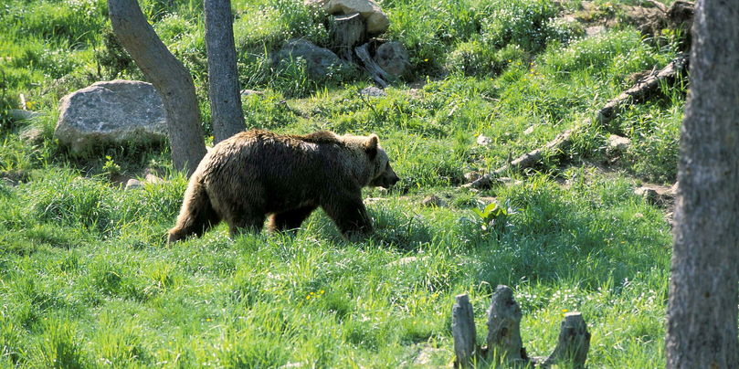 La population d'ours dans les Pyrénées est en hausse, elle est présente dans cinq départements.