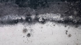 Dangers du champignon noir