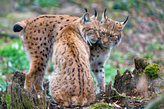 Lynx mâle et femelle au Highland Wildlife Park