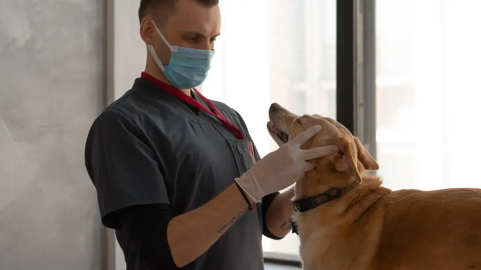 Un vétérinaire avec un animal