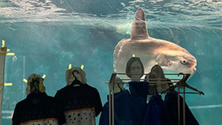 Un poisson-lune nage dans son aquarium décoré d’uniformes du personnel et de photos de visages de personnes à l’aquarium Kaikyokan à Shimonoseki, au Japon, le 9 janvier 2025.
