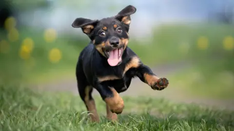 Un chiot excité.