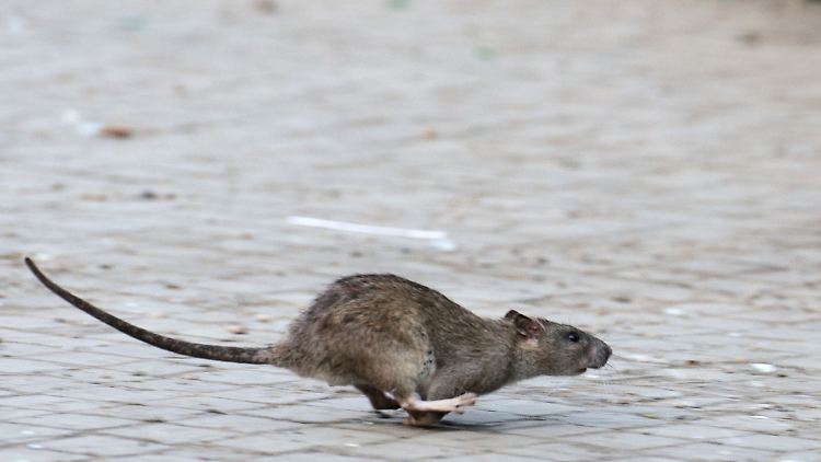 Propriétaires peuvent prendre des mesures pour empêcher les rats de se sentir chez eux sur leur propriété.