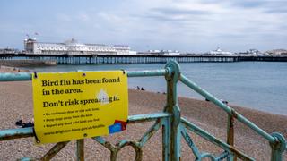 Panneau sur la plage de Brighton avertissant des cas de grippe aviaire
