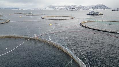 La ferme piscicole Oksebasen exploitée par Mowi à Giske, en Norvège, le 5 février 2024.