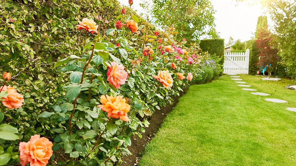 Rozen