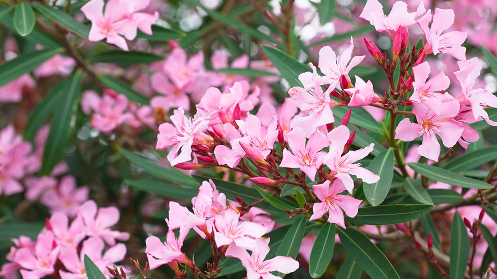 Oleander