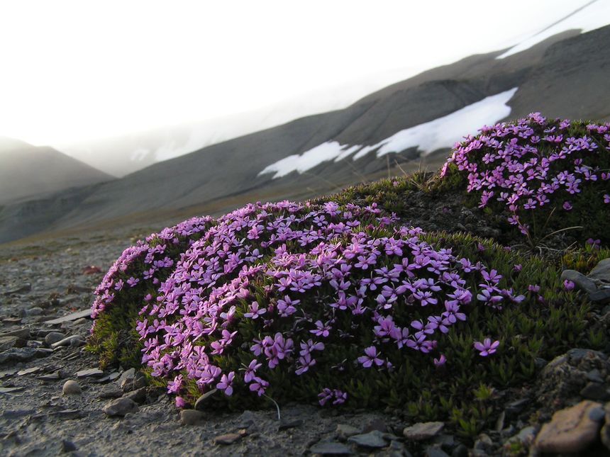 Silene acaulis, Barentsøya, Svalbard