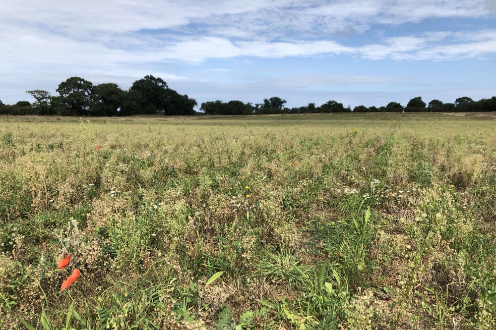 Cultures de couverture